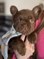 Baby Burberry , a female French Bulldog for sale in Augusta, GA – Photo 3 of 5