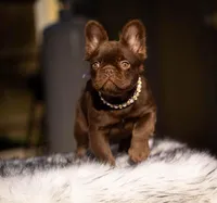 Baby Burberry , a female French Bulldog for sale in Augusta, GA – Photo 2 of 5