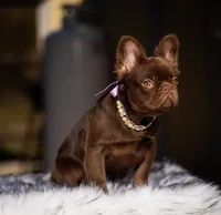 Baby Burberry , a female French Bulldog for sale in Augusta, GA – Photo 1 of 5