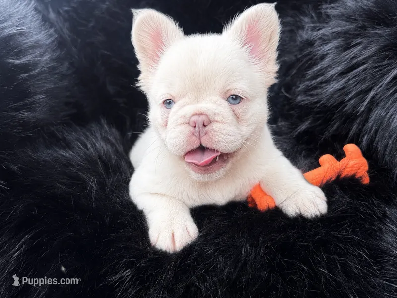 Polar Bear | French Bulldog Puppy | Fluffy | New Shade  – French Bulldog puppy for sale in Augusta, GA