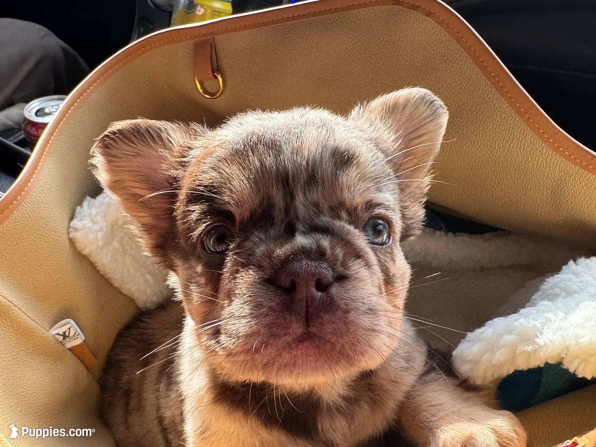 Cash | Rojo Merle Fluffy  Frenchie Puppy | Ready Now, a male French Bulldog for sale in Augusta, GA – 4 of 10