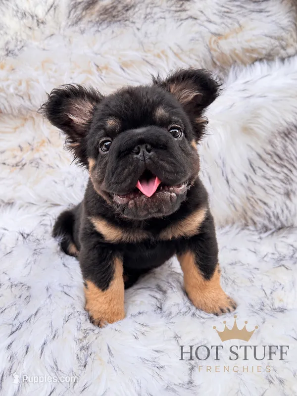 Mr. Confident  – French Bulldog puppy for sale in Augusta, GA