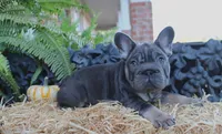 Sunshine | Blue and Tan Female Frenchie Puppy, a female French Bulldog for sale in Augusta, GA – 9 of 9