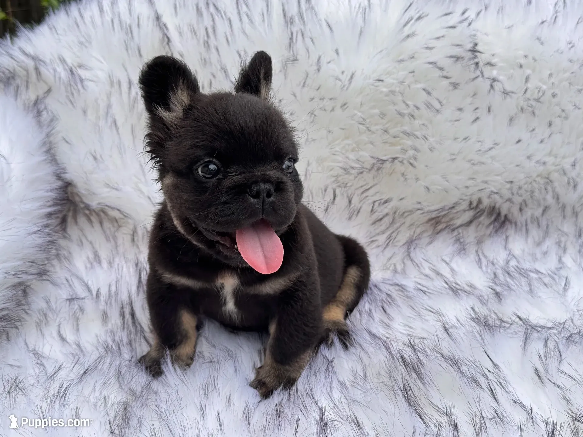 Shy Baby , a male French Bulldog for sale in Augusta, GA – 4 of 4