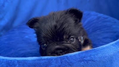 Mr. Confident , a male French Bulldog for sale in Augusta, GA – 7 of 7