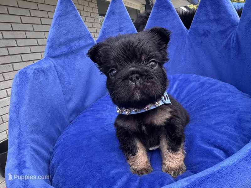 Ace – French Bulldog puppy for sale in Augusta, GA