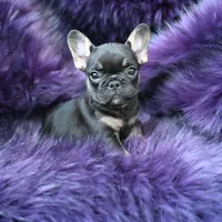 Mickey Mouse, a male French Bulldog for sale in Augusta, GA – Photo 4 of 5