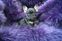 Mickey Mouse, a male French Bulldog for sale in Augusta, GA – Photo 4 of 5
