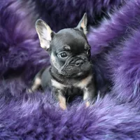 Mickey Mouse, a male French Bulldog for sale in Augusta, GA – Photo 3 of 5