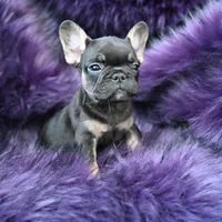 Mickey Mouse, a male French Bulldog for sale in Augusta, GA – Photo 5 of 5