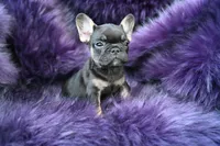 Mickey Mouse, a male French Bulldog for sale in Augusta, GA – Photo 5 of 5