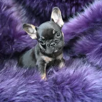 Mickey Mouse, a male French Bulldog for sale in Augusta, GA – Photo 2 of 5