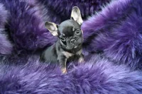Mickey Mouse, a male French Bulldog for sale in Augusta, GA – Photo 2 of 5