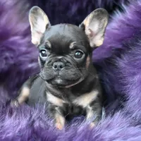 Mickey Mouse, a male French Bulldog for sale in Augusta, GA – Photo 1 of 5