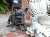 Sunshine | Blue and Tan Female Frenchie Puppy, a female French Bulldog for sale in Augusta, GA – 4 of 7