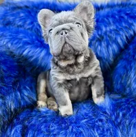 Bentley, a male French Bulldog for sale in Augusta, GA – Photo 2 of 2