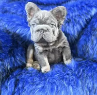 Bentley, a male French Bulldog for sale in Augusta, GA – Photo 1 of 2