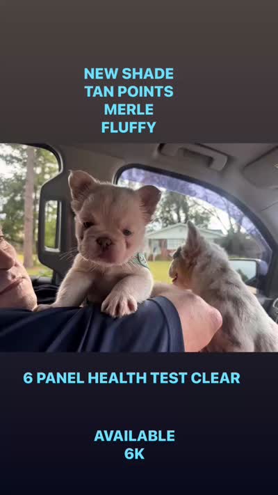 Polar Bear | French Bulldog Puppy | Fluffy | New Shade , a male French Bulldog for sale in Augusta, GA – 4 of 6