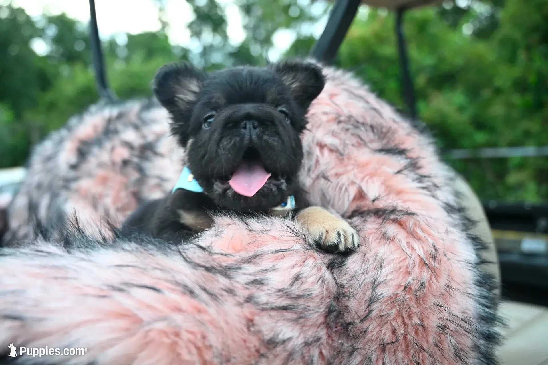 Mr. Confident , a male French Bulldog for sale in Augusta, GA – 4 of 7