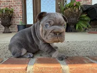 Sunshine | Lilac and Tan Female Frenchie Puppy, a female French Bulldog for sale in Augusta, GA – 3 of 3