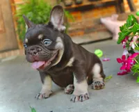 Gunner , a male French Bulldog for sale in Augusta, GA – 1 of 4