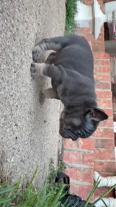 Sunshine | Blue and Tan Female Frenchie Puppy, a female French Bulldog for sale in Augusta, GA – 5 of 7