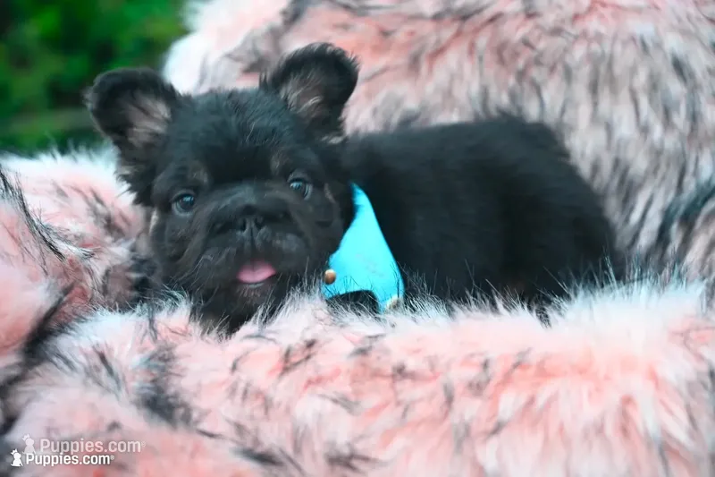 Mr. Confident  – French Bulldog puppy for sale in Augusta, GA