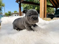 Sunshine | Lilac and Tan Female Frenchie Puppy, a female French Bulldog for sale in Augusta, GA – 1 of 3