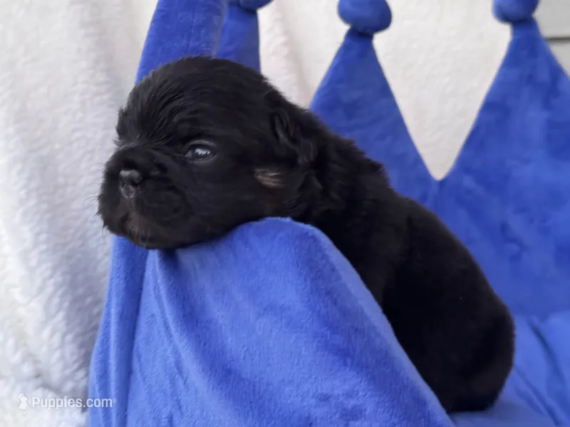 Ace – French Bulldog puppy for sale in Augusta, GA