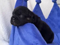 Ace, a male French Bulldog for sale in Augusta, GA – 1 of 3
