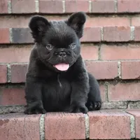 KING KONG, a male French Bulldog for sale in Augusta, GA – Photo 7 of 10