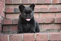 KING KONG, a male French Bulldog for sale in Augusta, GA – Photo 7 of 10