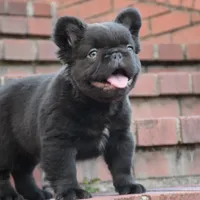 KING KONG, a male French Bulldog for sale in Augusta, GA – Photo 2 of 10