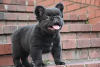 KING KONG, a male French Bulldog for sale in Augusta, GA – Photo 2 of 10