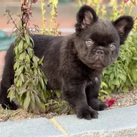 KING KONG, a male French Bulldog for sale in Augusta, GA – Photo 10 of 10