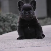 KING KONG, a male French Bulldog for sale in Augusta, GA – Photo 4 of 10