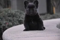 KING KONG, a male French Bulldog for sale in Augusta, GA – Photo 4 of 10