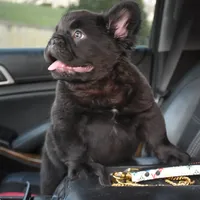 KING KONG, a male French Bulldog for sale in Augusta, GA – Photo 9 of 10