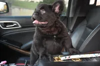 KING KONG, a male French Bulldog for sale in Augusta, GA – Photo 9 of 10