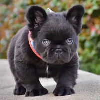 KING KONG, a male French Bulldog for sale in Augusta, GA – Photo 3 of 10