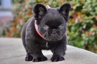 KING KONG, a male French Bulldog for sale in Augusta, GA – Photo 3 of 10