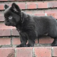 KING KONG, a male French Bulldog for sale in Augusta, GA – Photo 5 of 10