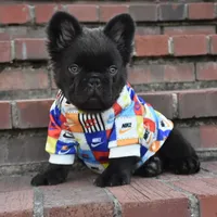 KING KONG, a male French Bulldog for sale in Augusta, GA – Photo 8 of 10