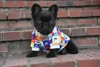 KING KONG, a male French Bulldog for sale in Augusta, GA – Photo 8 of 10