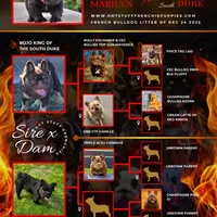 KING KONG, a male French Bulldog for sale in Augusta, GA – Photo 6 of 10