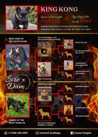 KING KONG, a male French Bulldog for sale in Augusta, GA – Photo 6 of 10