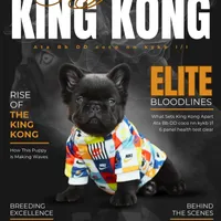 KING KONG, a male French Bulldog for sale in Augusta, GA – Photo 1 of 10