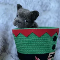 Cindy, a female French Bulldog for sale in Augusta, GA – Photo 9 of 9