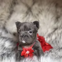 Cindy, a female French Bulldog for sale in Augusta, GA – Photo 3 of 9