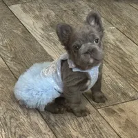 Cindy, a female French Bulldog for sale in Augusta, GA – Photo 6 of 9